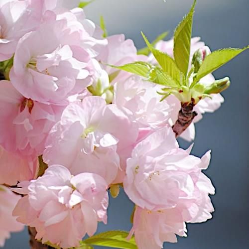 桜 苗木 旭山桜 12cmロングポット苗 あさひやまざくら さくら 苗