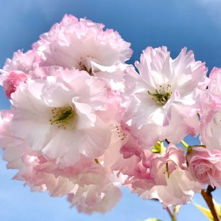 桜 苗木 松月桜 12cmロングポット苗 しょうげつざくら さくら 苗 サクラ