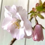 桜 苗木 御室有明 12cmロングポット苗 おむろありあけ さくら 苗 サクラ