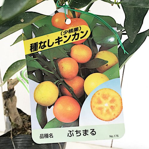 キンカンの苗木 20本セット 農薬不使用 送料込み！+forest-century.com.tw