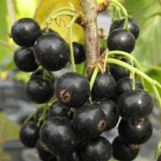 �֥�å��������� ���� 12cm�ݥå��� �����ե������� �� ������ �֥�å�������