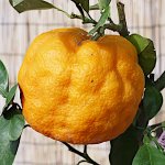 香酸柑橘 苗木 だいだい 13.5cmポット苗 橙 酢橙 香酸柑橘 苗