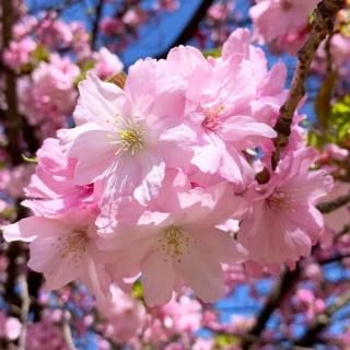 桜 苗木 紅豊 12cmロングポット苗 べにゆたか さくら 苗 サクラ
