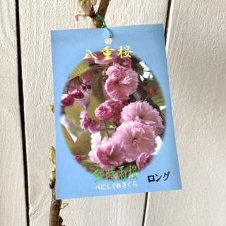   Ȼ 12cm󥰥ݥå ٤ˤ   