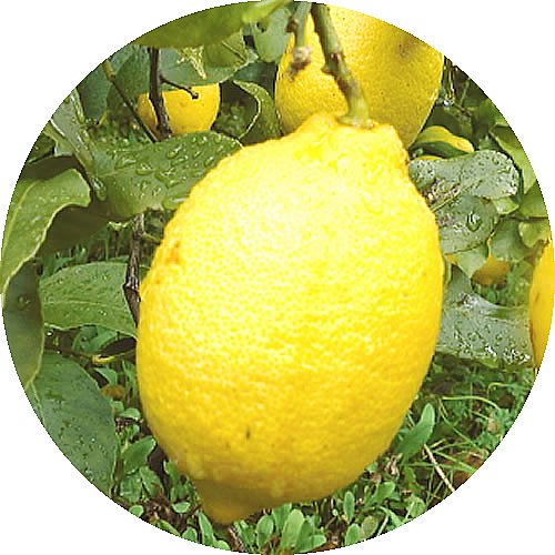 レモン 苗木 リスボンレモン 13.5cmポット苗 れもん 苗 檸檬 