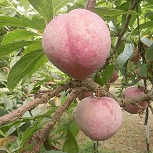 スモモ 苗木 ハニーハート 13.5cmポット苗 すもも 苗 李-ブルーベリー