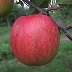 リンゴ 苗木 シナノスイート 13.5cmポット苗 りんご 苗 林檎