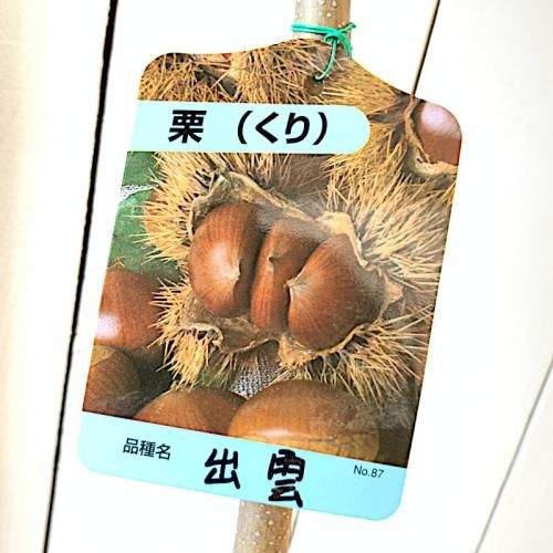 栗 苗木 出雲 12cmポット苗 いずも くり 苗 クリ ブルーベリーやクリスマスローズなど苗の通信販売はぐりーんべりぃ 栗 苗木 出雲 12cmポット苗 いずも くり 苗 クリ ブルーベリーやクリスマスローズなど苗の通信販売はぐりーんべりぃ