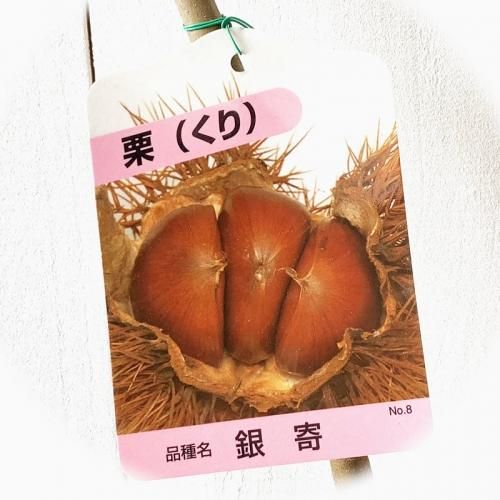 2023年発芽の栗の苗木6本/大粒/幼木/植木/庭木/盆栽用/盆栽/筑波★銀寄 2023年発芽の栗の苗木6本/大粒/幼木/植木/庭木/盆栽用/