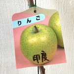 リンゴ 苗木 印度 13.5cmポット苗 インドりんご りんご 苗 林檎