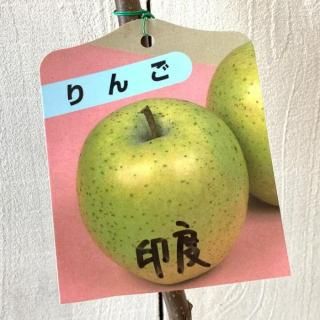    13.5cmݥå ɤ   Ӹ