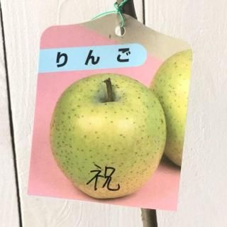   13.5cmݥå 襤   Ӹ
