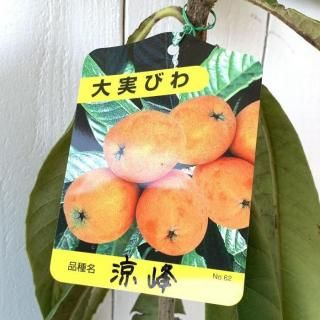 ӥ   12cmݥå 礦ۤ Ӥ   
