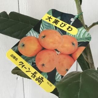 ӥ  Ĺ 12cmݥå Ӥ  