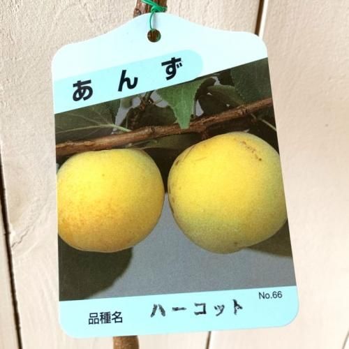 アンズ 苗木 ハーコット 13 5cmポット苗 あんず 苗 杏 ブルーベリーやクリスマスローズなど苗の通信販売はぐりーんべりぃ アンズ 苗木 ハーコット 13 5cmポット苗 あんず 苗 杏 ブルーベリーやクリスマスローズなど苗の通信販売はぐりーんべりぃ