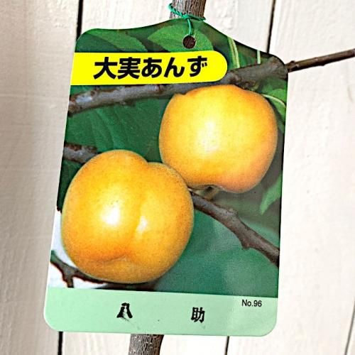 アンズ 苗木 八助 13 5cmポット苗 あんず 苗 杏 ブルーベリーやクリスマスローズなど苗の通信販売はぐりーんべりぃ アンズ 苗木 八助 13 5cmポット苗 あんず 苗 杏 ブルーベリーやクリスマスローズなど苗の通信販売はぐりーんべりぃ