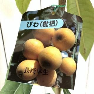 ӥ  Ĺ 12cmݥå Ӥ  