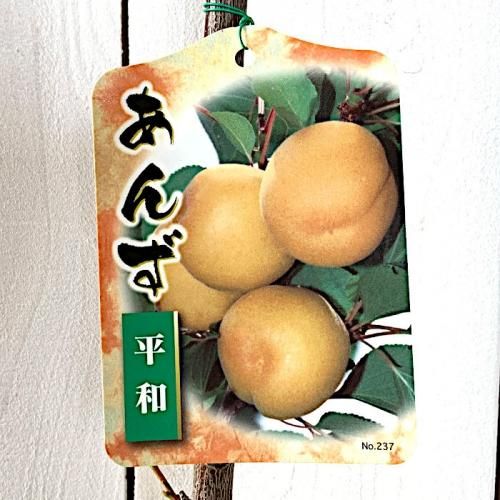 アンズ 苗木 平和 12cmポット苗 あんず 苗 杏 ブルーベリーやクリスマスローズなど苗の通信販売はぐりーんべりぃ