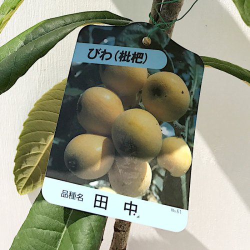 びわ 田中 苗木 | hartwellspremium.com