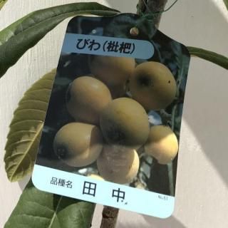 ӥ   12cmݥå ʤ Ӥ  