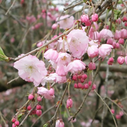 桜 苗木 雨情しだれ 12cmロングポット苗 雨情枝垂れ さくら 苗 サクラ