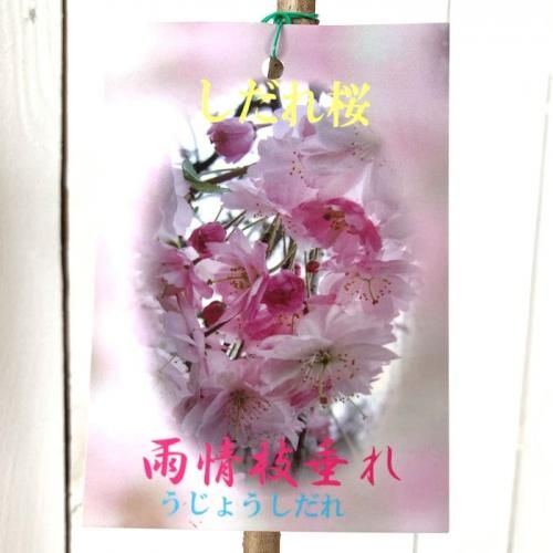 桜 苗木 雨情しだれ 12cmロングポット苗 雨情枝垂れ さくら 苗 サクラ