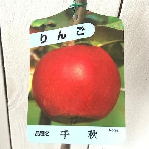 リンゴ 苗木 千秋 12cmポット苗 せんしゅう りんご 苗 林檎 ブルーベリーやクリスマスローズなど苗の通信販売はぐりーんべりぃ リンゴ 苗木 千秋 12cmポット苗 せんしゅう りんご 苗 林檎 ブルーベリーやクリスマスローズなど苗の通信販売はぐりーんべりぃ