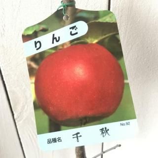   齩 12cmݥå 󤷤夦   Ӹ
