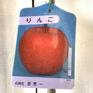    12cmݥå   Ӹ