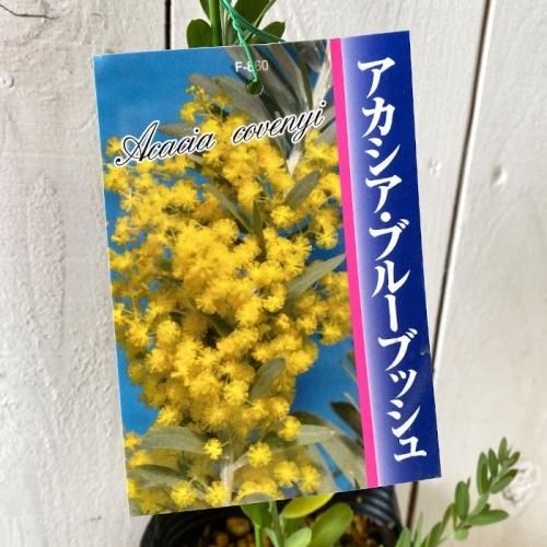 ミモザ 苗木 ブルーブッシュ 12cmポット苗 3年生苗 ミモザ 苗 ブルーベリーやクリスマスローズなど苗の通信販売はぐりーんべりぃ