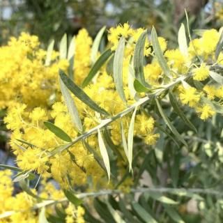 ߥ⥶  ֥롼֥å 12cmݥå 3ǯ ߥ⥶ 