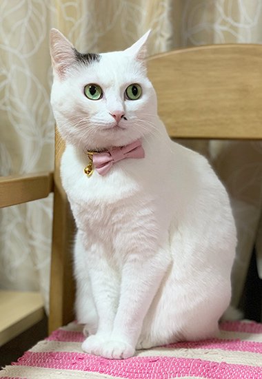 ピンク色のリボン付きセーフティ首輪をした猫