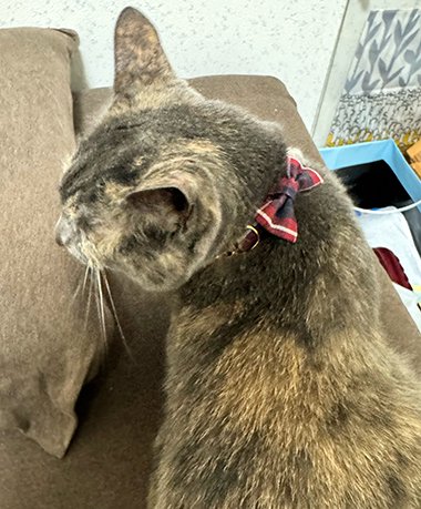 タータンチェックのセーフティリボン付き首輪をする猫