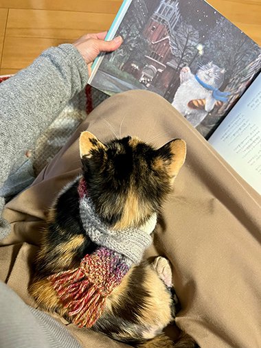 手編みの猫用マフラーをする猫