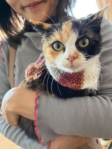 手編みの猫用マフラーをする猫