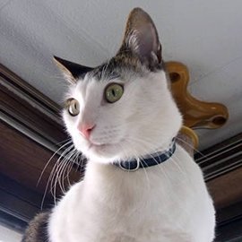 タータンチェックの猫用首輪をした猫
