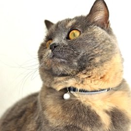 タータンチェックの猫用首輪をしたサビ猫