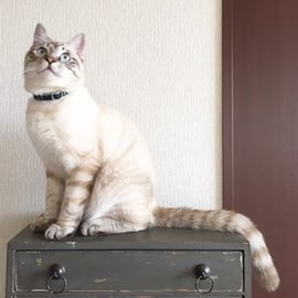 タータンチェックの猫用首輪をした猫