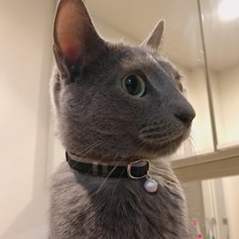 タータンチェックの猫用首輪をしたロシアンブルーの猫	