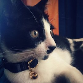 チャーム付きのタータンチェックの猫用首輪をした白黒猫