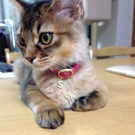 ピンク色の子猫用首輪をした子猫