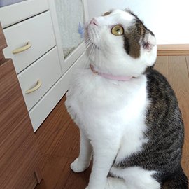スモーキーピンク色の子猫用首輪をした子猫