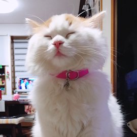 おしゃれなピンク色の猫用首輪をした長毛の猫