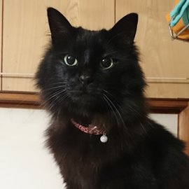 赤い泥棒柄の猫用首輪をした長毛の黒猫