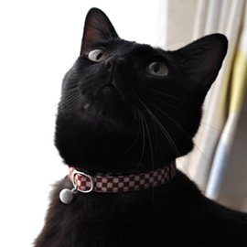 赤い市松模様の猫首輪をした黒猫