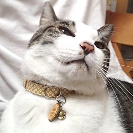和風かのこ柄の猫用首輪をした猫