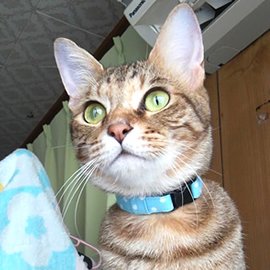 水色の水玉柄の猫用首輪をしたキジトラ猫