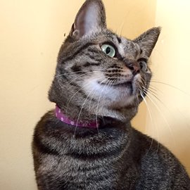 紫色の水玉柄の猫用首輪をしたキジトラ猫