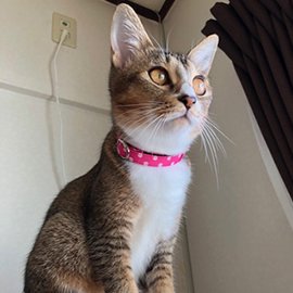 水玉ピンク色の猫用首輪をした猫