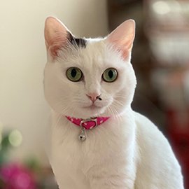 姫ピンク色の首輪をした白猫